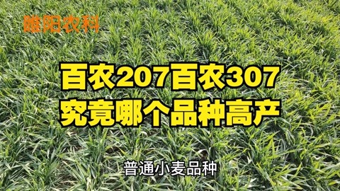 百农207和百农307,哪个小麦品种好,哪个品种产量更高