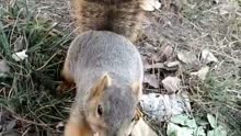 松鼠语言 squirrel body language