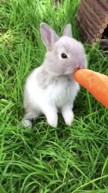 小兔子吃胡萝卜的样子萌化了有木有萌宠
