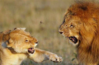 雄狮把儿子撞翻母狮子直接发怒了揍的它不敢还手