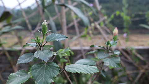 养扶桑花掌握这几点 寒冷的冬季也能开花 生活 完整版视频在线观看 爱奇艺