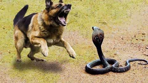 动物世界:蛇与狗的激战到底它俩谁会更胜一筹,让我们拭目以待