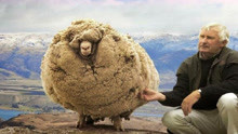 国外剃羊毛比赛，羊还没反应，“羊毛”就没了，羊：刚才发生了啥