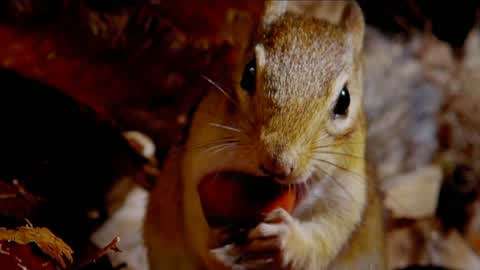 自然:金花鼠小嘴就是背包,一次塞进三颗橡果,为了过冬准备食物