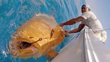 实拍国外小伙捕捉巨型石斑鱼过程，体型跟船只一样大，鱼要变异？