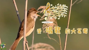 沼澤地裡鳥兒的歡歌3種不同的鳥兒歌聲你認識哪種