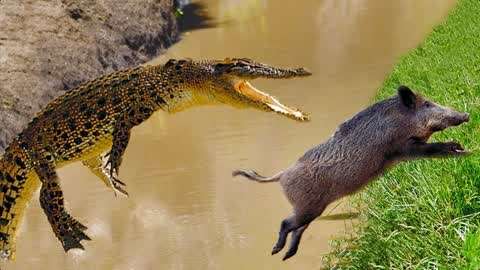 动物世界:实拍野猪大战鳄鱼,谁会甘拜下风呢,为了孩子我拼了!
