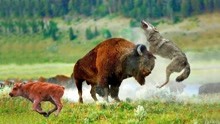 动物世界：狼群包围落队小牛，母牛全程护崽，狼牛对峙太精彩