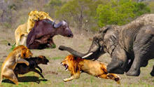 大象勇敢地从狮子、角马、野狗、Kudu、黑斑羚手中救出水牛母子