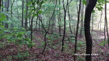 【Melissa Rose】1小时 舒缓的白噪声 | 自然，森林，溪流，鸟鸣 [学习，冥想，放松，睡眠]