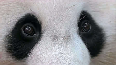 熊猫结浜思考熊生的造型可爱又别致,亮晶晶的大眼睛特写萌爆了