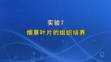 [图]植物组织培养演示实验