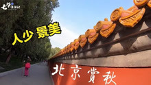 床车自驾游北京，赏秋不必看香山人海，这里银杏黄枫叶红秋意正浓
