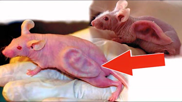 长着人耳朵的老鼠盘点6种科学家创造的神奇动物