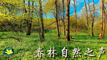 【失眠治疗】10小时春林音乐：微风轻拂树林、鸟儿歌声，放松身心