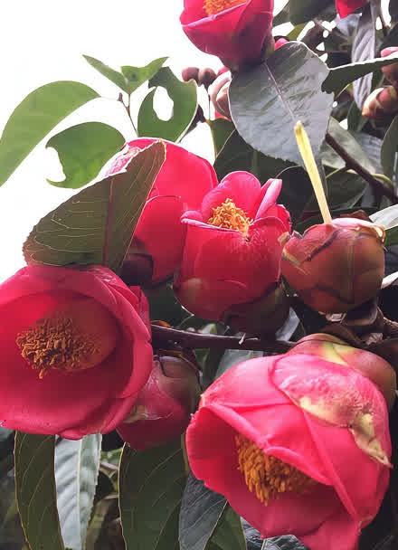 基地的油茶树开花了,特别漂亮的广西大果红花油茶树