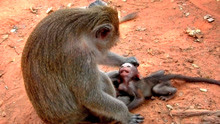 可怜的小猴子惨遭母猴暴打，最后奄奄一息，这是犯了什么错？