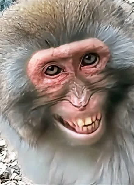 猴子模糊表情包图片