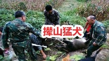 [图]四川丛林走出的强悍猎犬撵山狗，8只就能围捕野猪，战斗力强悍