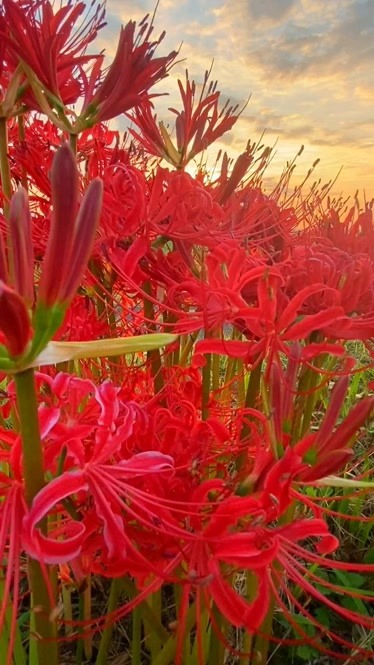 遙望彼岸花開花落 