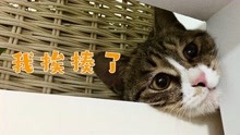 [图]养猫劝退指南，专治低血压，要不是长得可爱，早就被它气死了！