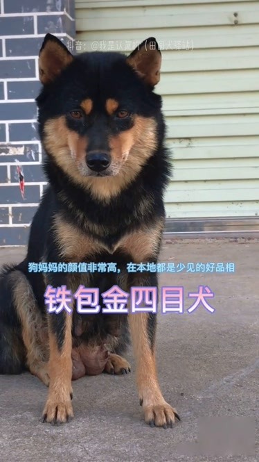 铁包金也属于中华田园犬,我们农村叫四眼狗,是很多农村80.