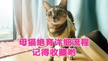 [图]超详细的母猫绝育手术流程，建议收藏！