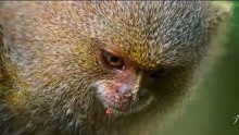 南美一只小猴子捕捉大蚱蜢，可蚱蜢体型还大过猴子，猴子不敢攻击