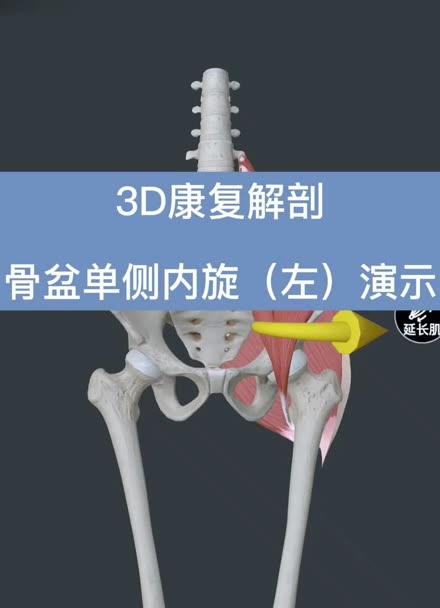 3d康复解剖007骨盆单侧内旋(左)演示