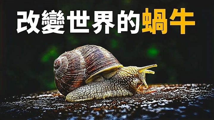 蜗牛背后的秘密：杀死一只蜗牛竟触犯法律，为什么人类要保护蜗牛