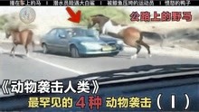 [图]动物袭击人类事件！一只脱缰的野马跑到公路上，迎面撞上了小车