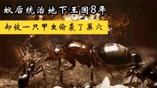 [图]蚂蚁帝国的兴衰：蚁后统治地下王国8年，却被一只甲虫偷袭了巢穴