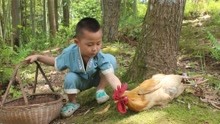 4岁小孩救下一只被困的千年鸡王，鸡王报恩，送给小孩神奇宝物