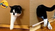 [图]养猫劝退指南