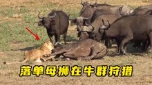 落单母狮狩猎水牛，不惧怕身后水牛群，不愧是草原之王
