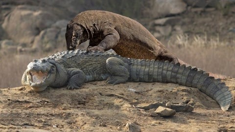 科莫多龙vs鳄鱼,两大顶级爬行杀手,谁更胜一筹?