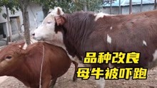 土牛品种改良，西门塔尔公牛太大，母牛被吓得到处躲避
