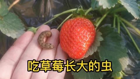 看看吃草莓长大的虫子,地栽草莓要注意啦!