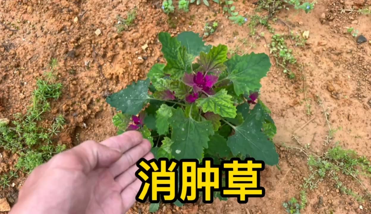 农村不起眼的消肿草