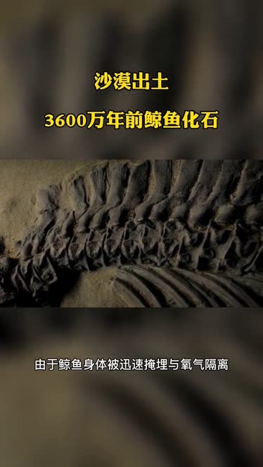 秘鲁沙漠中出土3600万年前鲸鱼化石