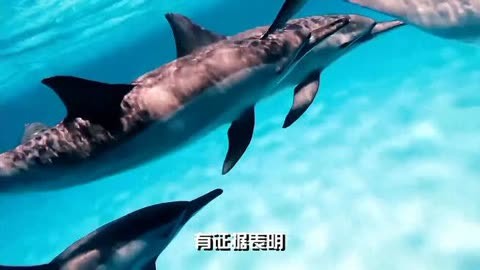 虎鯨 #海豹 #海豚 #白鯨 #海洋動物 #海洋生物 #超級群體