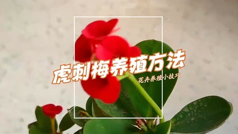 虎刺梅的养殖方法图片