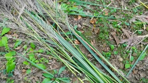 芭茅杆编枪怎么编图片