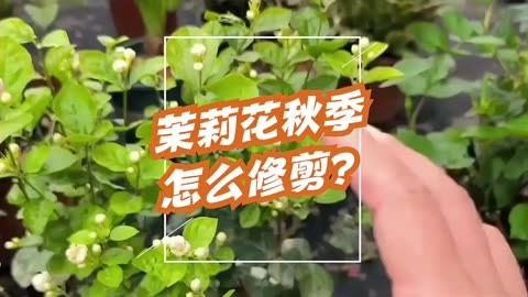 茉莉花秋季怎么修剪?修剪技巧大揭秘,新手必学