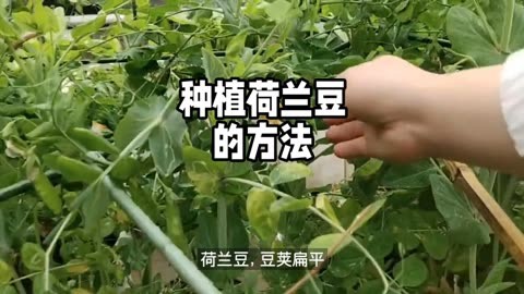 荷兰豆种植时间图片