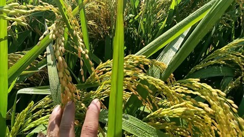 垦稻16水稻品种介绍图片