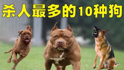 大型犬排行榜排名图片