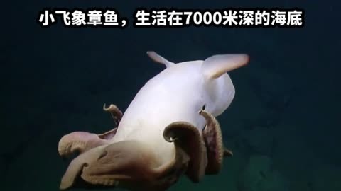 可爱的小飞象章鱼,生活在7000米深的海底,身体还可以发光