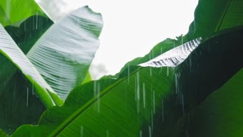 雨打芭蕉闲听雨 道是有愁又无愁