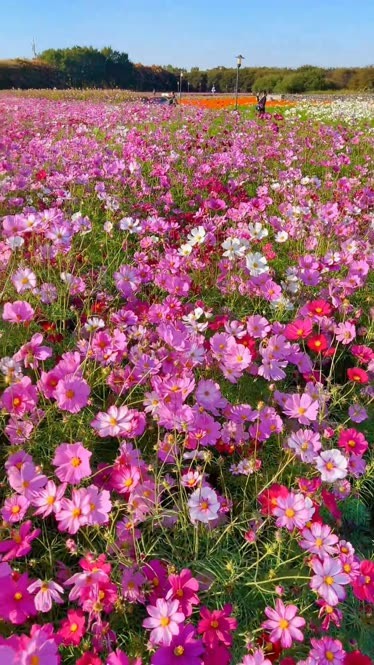 宿迁三台山的衲田花海真的美哭了想要约你看花海